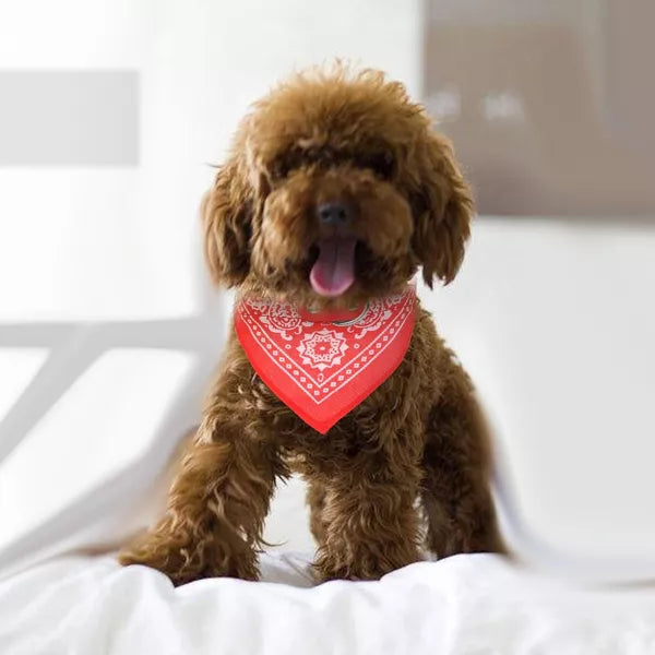 Adjustable Pet Collar with Attached Triangle Bandana and Buckle Closure, Lightweight Everyday Style for Dogs and Cats - Red_L