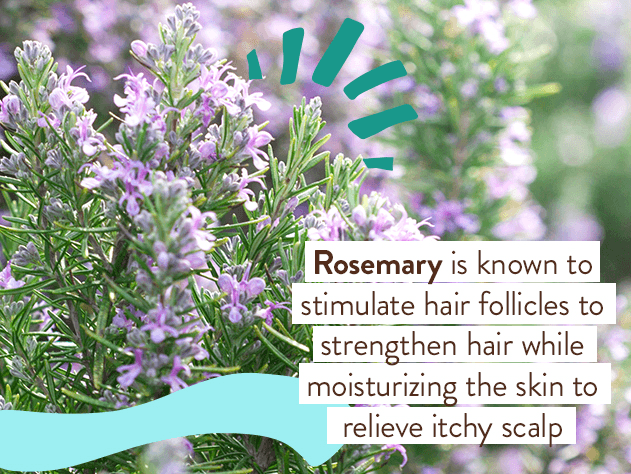 Eucalyptus Remedy Plant-Based Conditioner - 6oz