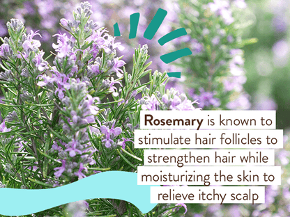 Eucalyptus Remedy Plant-Based Conditioner - 6oz