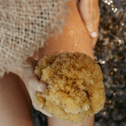 Natural Sea Sponge