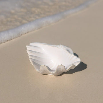 Ceramic Seashell